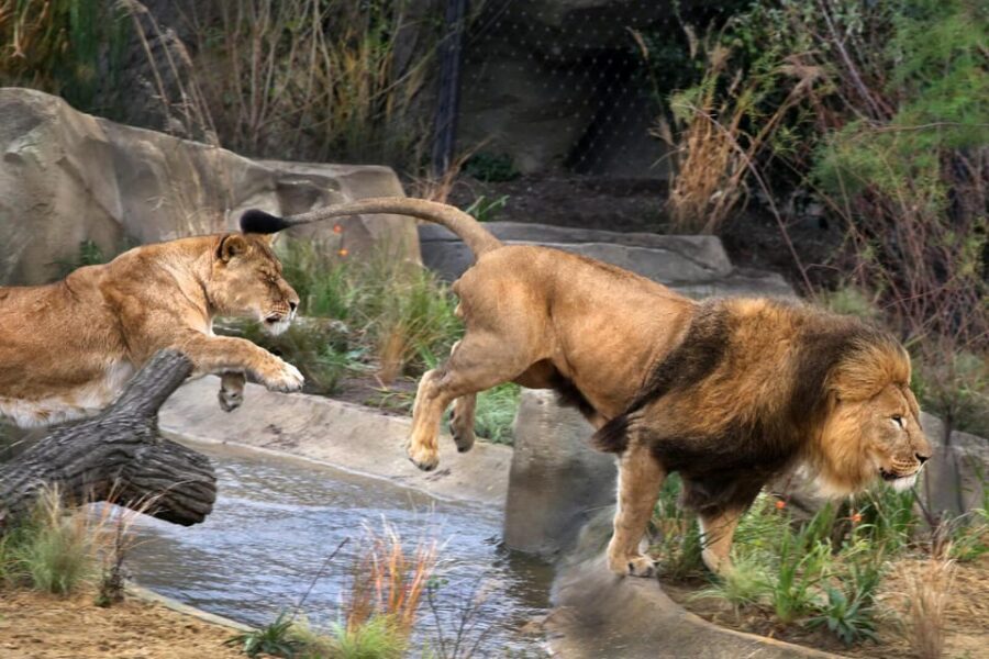 Amsterdam: ARTIS Royal Zoo and ARTIS Groote Museum Ticket - Royal Zoo time: canal-side strolls and a classic Dutch setting
