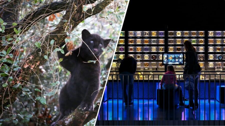 Amsterdam: Artis Royal Zoo & ARTIS-Micropia Combo Ticket - Key points at a glance