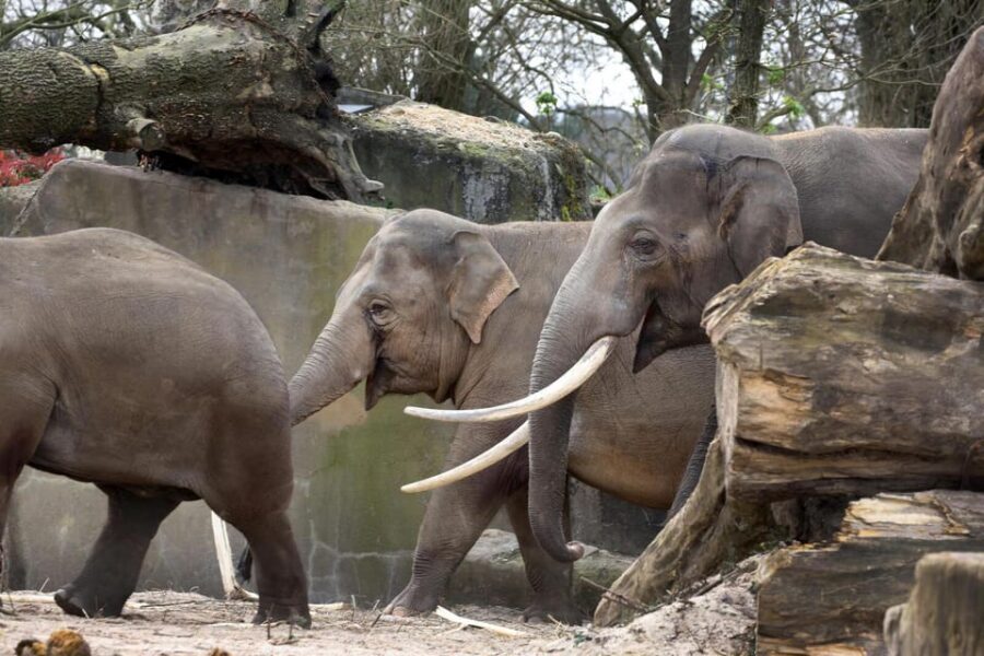 Amsterdam: Artis Royal Zoo & ARTIS-Micropia Combo Ticket - Getting the most out of it: small choices that matter