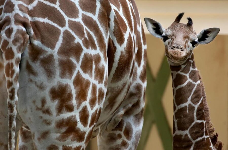 Amsterdam: Artis Royal Zoo & ARTIS-Micropia Combo Ticket - ARTIS in one day: why this combo works