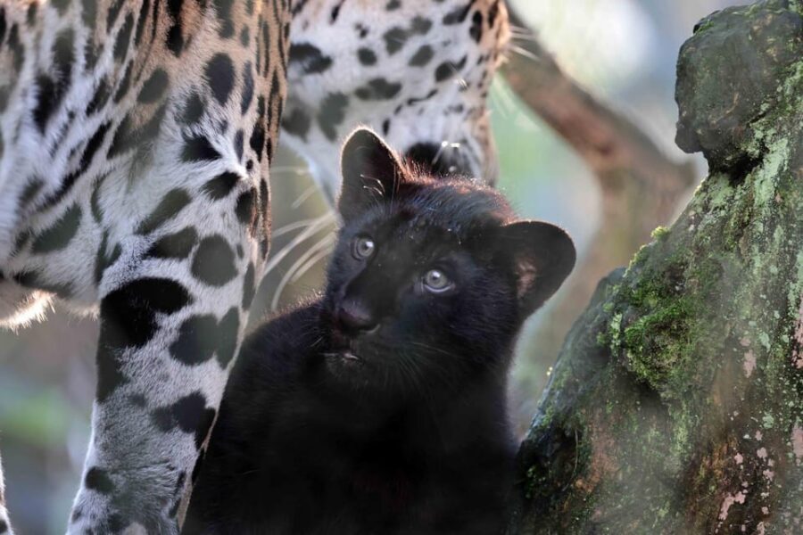 Amsterdam: Artis Royal Zoo & ARTIS-Micropia Combo Ticket - Best timing: building a calm day around the time slot