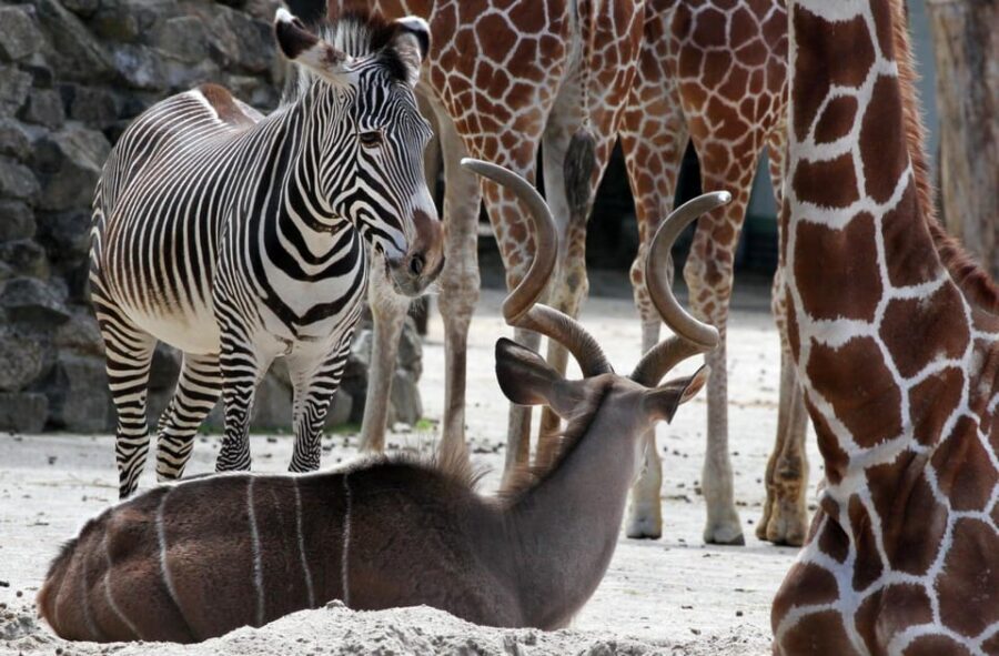 Amsterdam: Artis Royal Zoo & ARTIS-Micropia Combo Ticket - Where to slow down: coffee breaks, water refills, and pacing