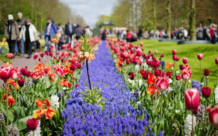 Amsterdam: Day Tour Keukenhof and Zaanse Schans Windmills - Return to Amsterdam: Frequent Buses, Tight Seating Possible