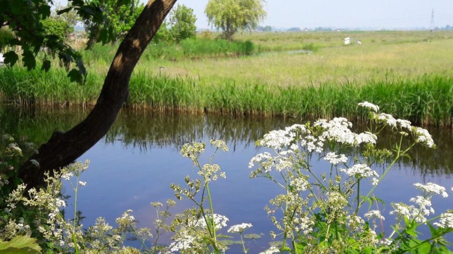 Amsterdam: Dutch Countryside Sunset Canoe Tour - The lake-side picnic: local produce, then a possible swim