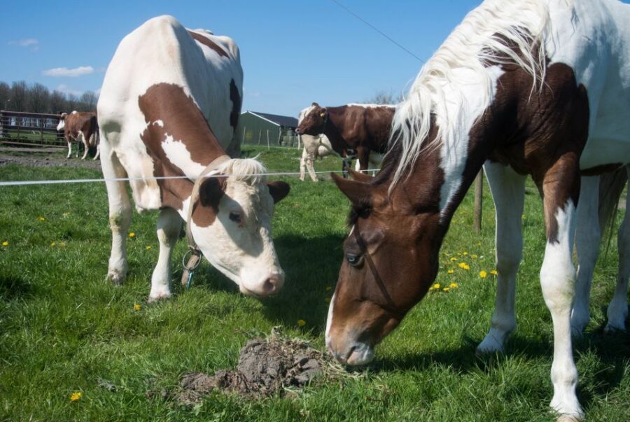 Amsterdam: Full-Day Countryside Tour - Price and value: what $1,130 per group up to 8 really buys you