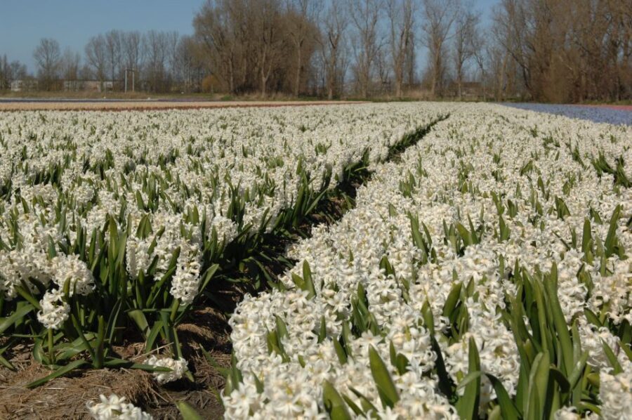 Amsterdam: Half-Day Flower Fields and Keukenhof Bicycle Tour - Key Things to Know Before You Go