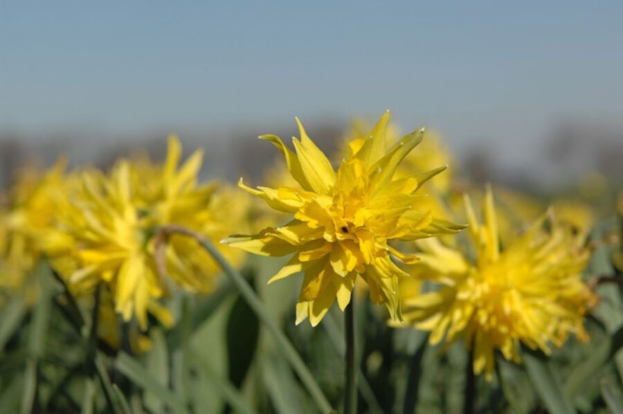 Amsterdam: Half-Day Flower Fields and Keukenhof Bicycle Tour - Cycling Through the Bulb Region: Easy Pace, Big Views