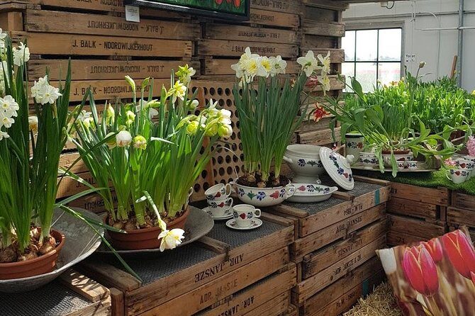 Amsterdam : Keukenhof FlowerFarm Privatetour Skip-The-Line ticket - De Tulperij tulip farm: hands-on flowers and a field-to-basket moment