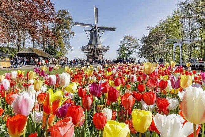 Amsterdam : Keukenhof FlowerFarm Privatetour Skip-The-Line ticket - Private transport from Amsterdam: comfortable, flexible, and efficient