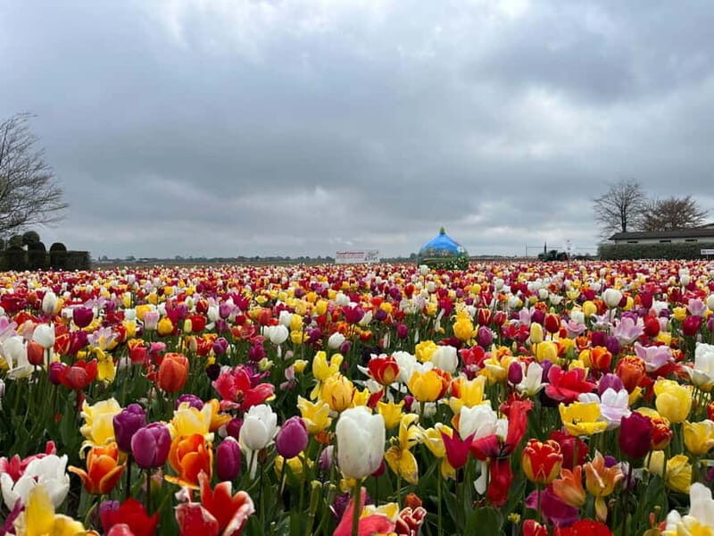 Amsterdam: Private Keukenhof and Free Tulip Tour - Your guide: what “private” looks like in real life