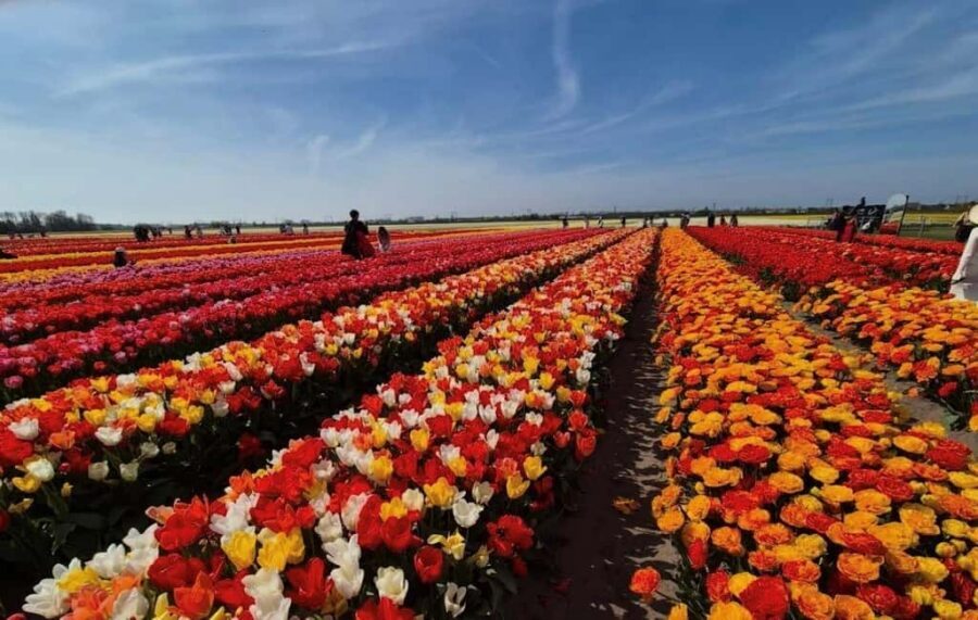 Amsterdam : Tulip Wonderland Tour - Your 2 hours inside: wandering time you can actually use