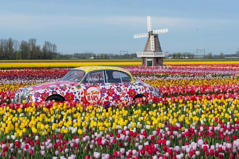 Amsterdam : Tulip Wonderland Tour - Should you book it?