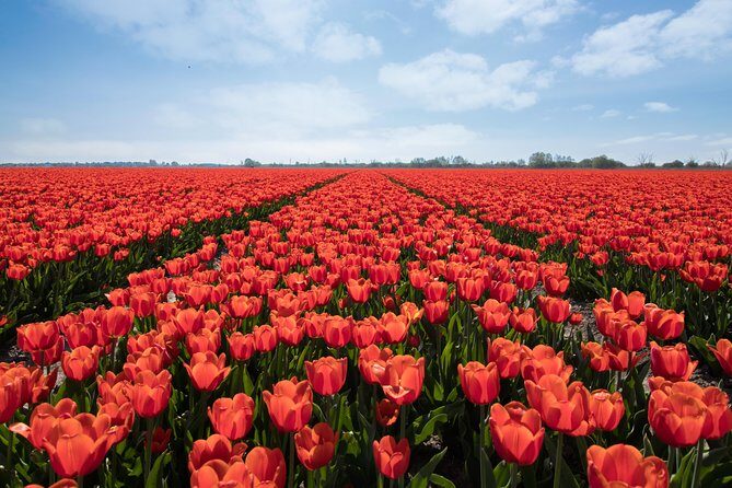 Amsterdam TulipFields of Holland Tour - Stop 1: the Flower Bulb Region and the photo breaks that feel local