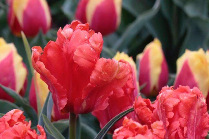 Amsterdam TulipFields of Holland Tour - Timing and weather: why good conditions change the whole experience