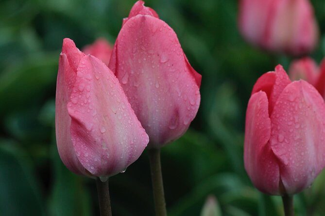 Amsterdam TulipFields of Holland Tour - Value check: $216.26 for 4 hours 30 minutes—where your money goes