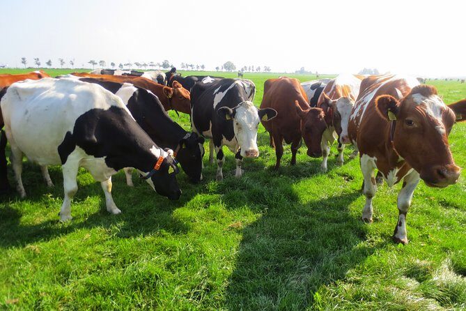 Countryside of Amsterdam Private tour - Simonehoeve Cheese Farm Near Edam: Food Culture With a Real Purpose
