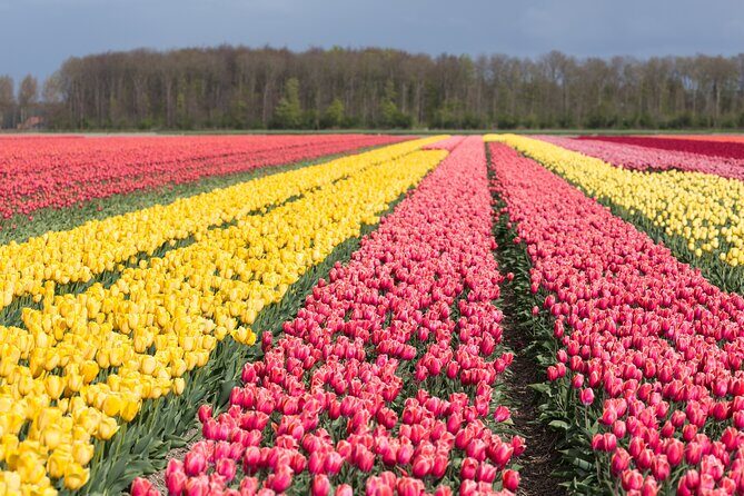 Day Trip to Famous Tulip Route in Noordoostpolder From Amsterdam - Key Points I’d Put on Your To-Do List
