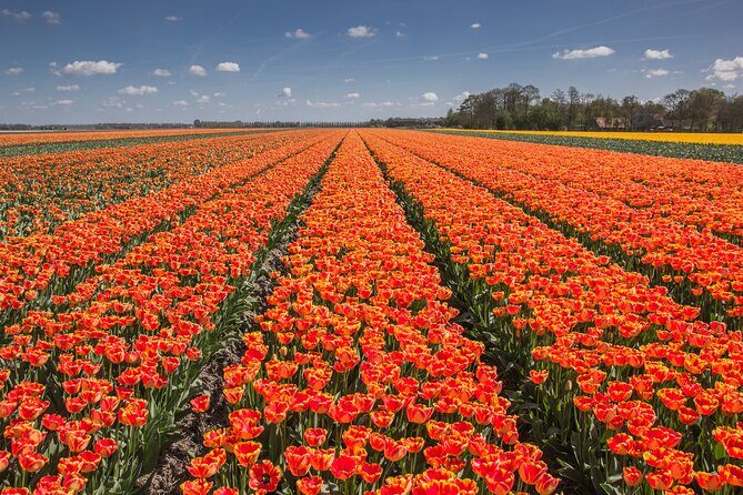 Day Trip to Famous Tulip Route in Noordoostpolder From Amsterdam - Noordoostpolder Tulip Route: What You’re Really Seeing