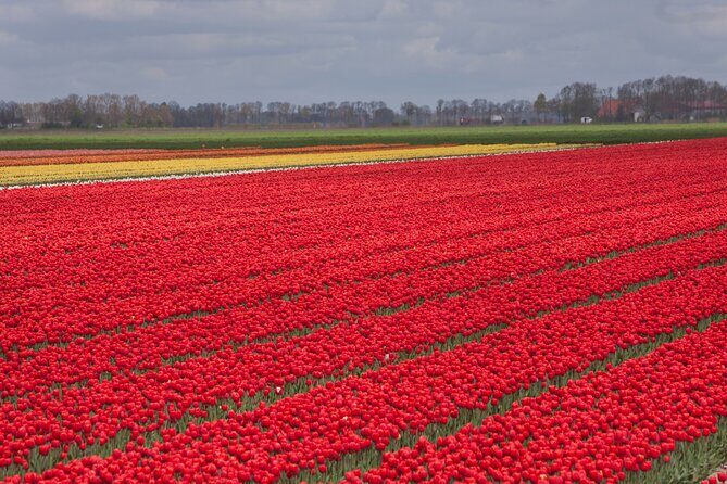 Day Trip to Famous Tulip Route in Noordoostpolder From Amsterdam - Stop 1: The Noordoostpolder Arrival and Included Break