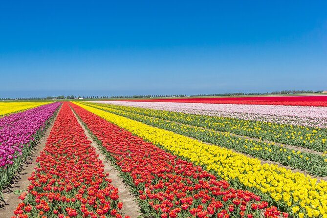 Day Trip to Famous Tulip Route in Noordoostpolder From Amsterdam - From Amsterdam by Air-Conditioned Van: Timing and Comfort