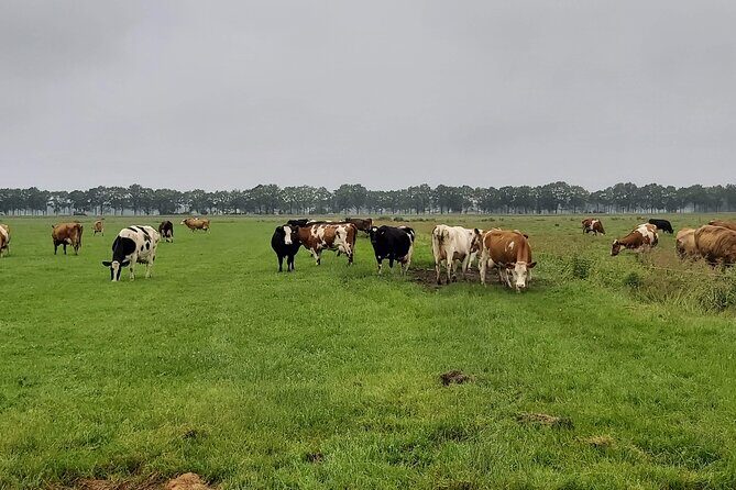 Dutch Windmills & Polder Walking Tour - Getting To Leiden Centraal and Finding the Start