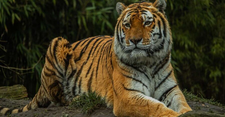 Eindhoven Zoo Entry Ticket - The Ticket Does One Thing Really Well: Gets You Inside for a Full Family Day