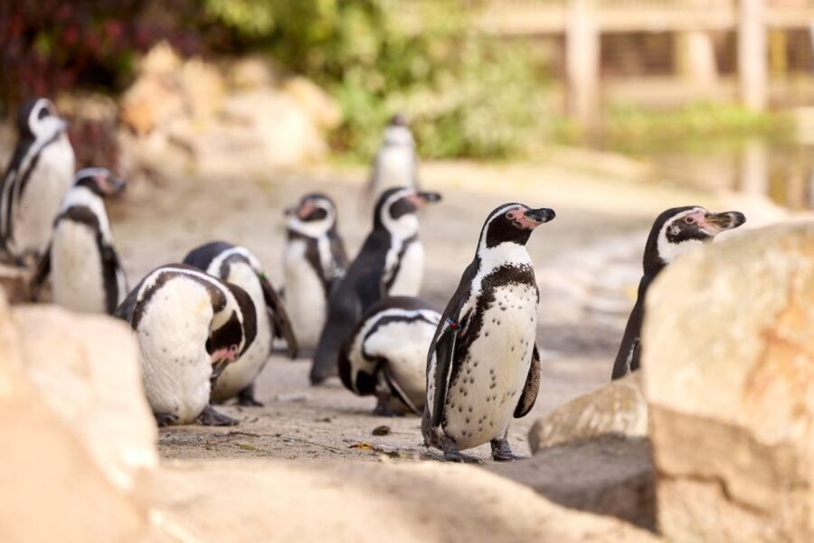 Eindhoven Zoo Entry Ticket - Birdsong Is the Secret Bonus: Over 400 Bird Species