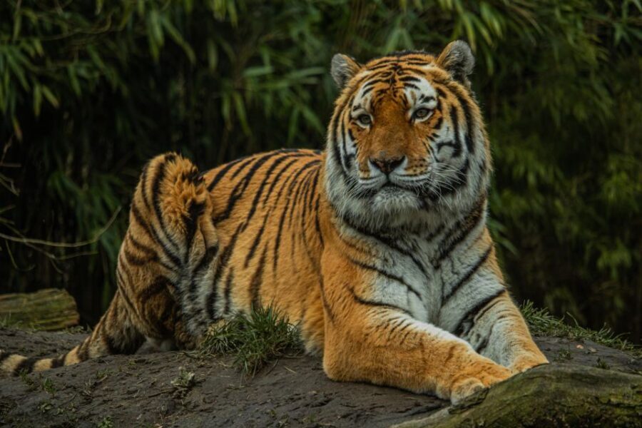 Eindhoven Zoo Entry Ticket - Should You Book Eindhoven Zoo Entry Ticket?