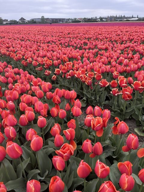 Enjoy the tulip fields in a Landrover with a local guide! - Key highlights worth your time