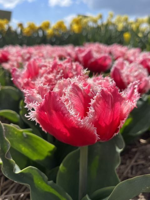 Enjoy the tulip fields in a Landrover with a local guide! - Why this Land Rover tulip loop feels different near Keukenhof