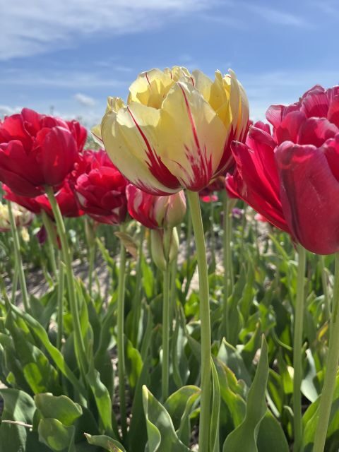 Enjoy the tulip fields in a Landrover with a local guide! - Lisse sightseeing: St. Agatha Church and a real town pace