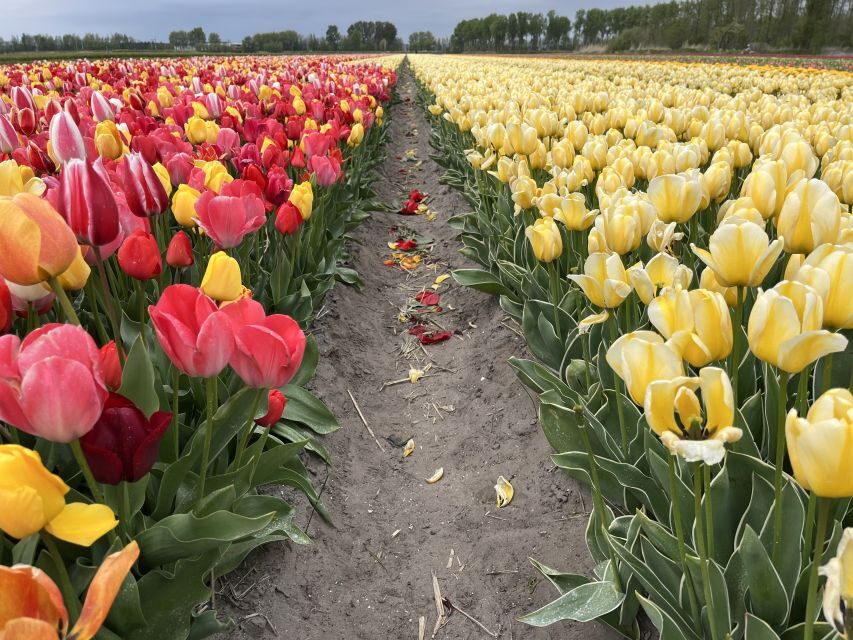 Enjoy the tulip fields in a Landrover with a local guide! - The Tulip Farm show garden break: where the season becomes clear