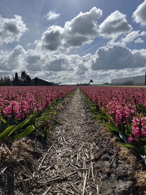 Enjoy the tulip fields in a Landrover with a local guide! - Price and value: is $100 per person a good deal?