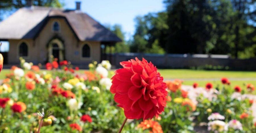 From Amsterdam: Holland Flower and Windmill Tour - summer ed - Key highlights worth planning around