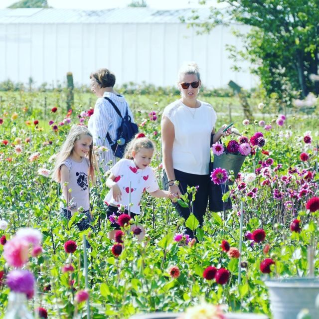 From Amsterdam: Holland Flower and Windmill Tour - summer ed - Getting Out of Amsterdam: South Holland by luxury coach