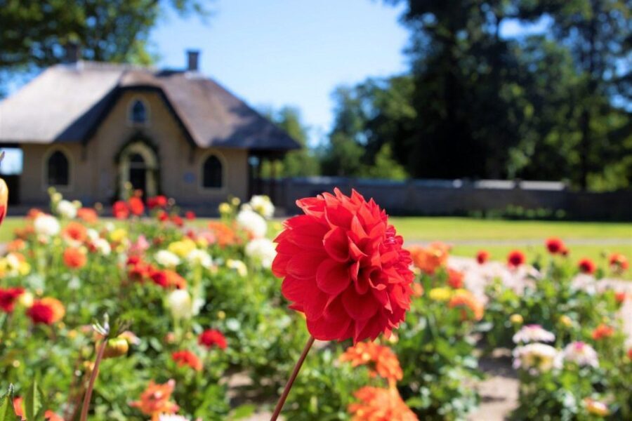 From Amsterdam: Holland Flower and Windmill Tour - summer ed - Flower-field walking and the CNB summer garden photo spot