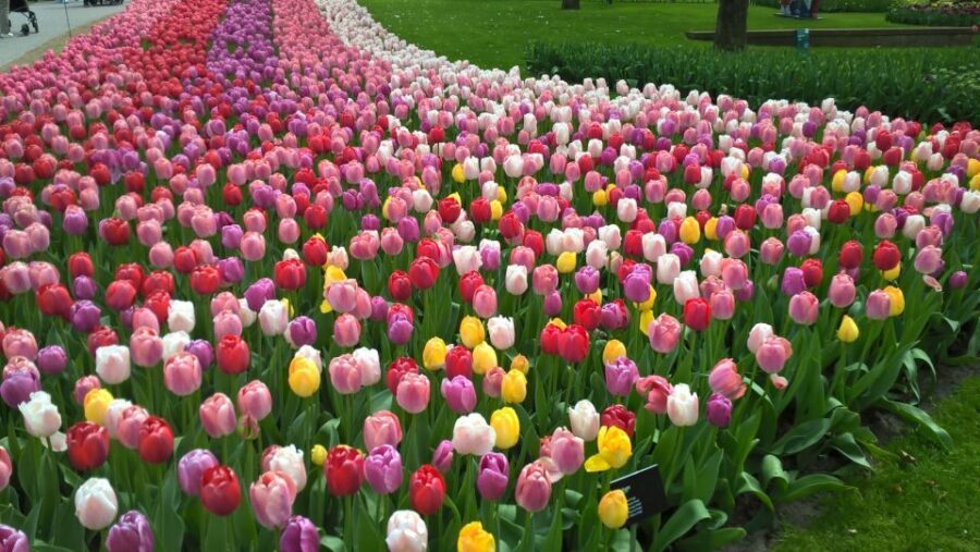 From Amsterdam: Keukenhof and Zaanse Schans Small Group Tour - Key highlights I’d plan around