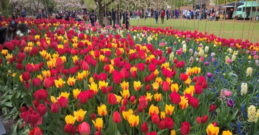 From Amsterdam: Keukenhof and Zaanse Schans Small Group Tour - Keukenhof flower gardens: getting in fast and using your 3 hours well