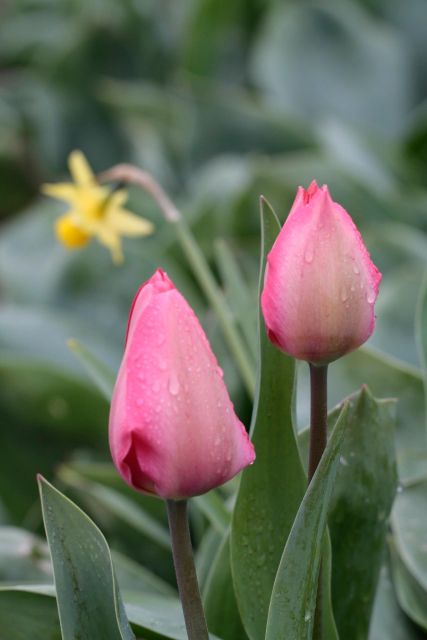 From Amsterdam: Tulip Fields of Holland Tour - South Holland Flower Fields in a 5-Hour Window