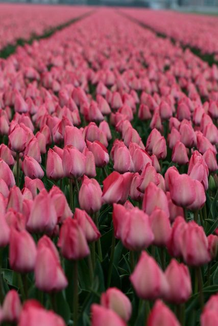 From Amsterdam: Tulip Fields of Holland Tour - FAQ