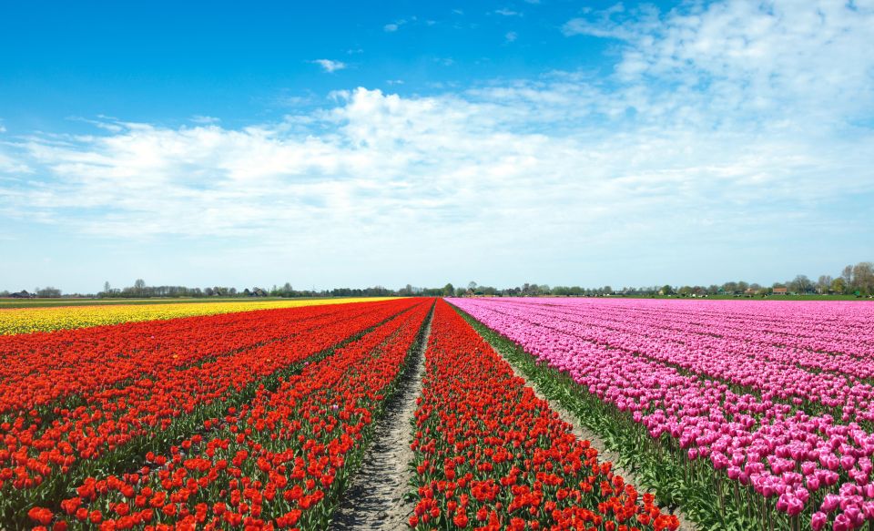 From Amsterdam: Tulip Fields of Holland Tour - Lisse Photo Stop and Voorhout Views That Don’t Feel Rushed