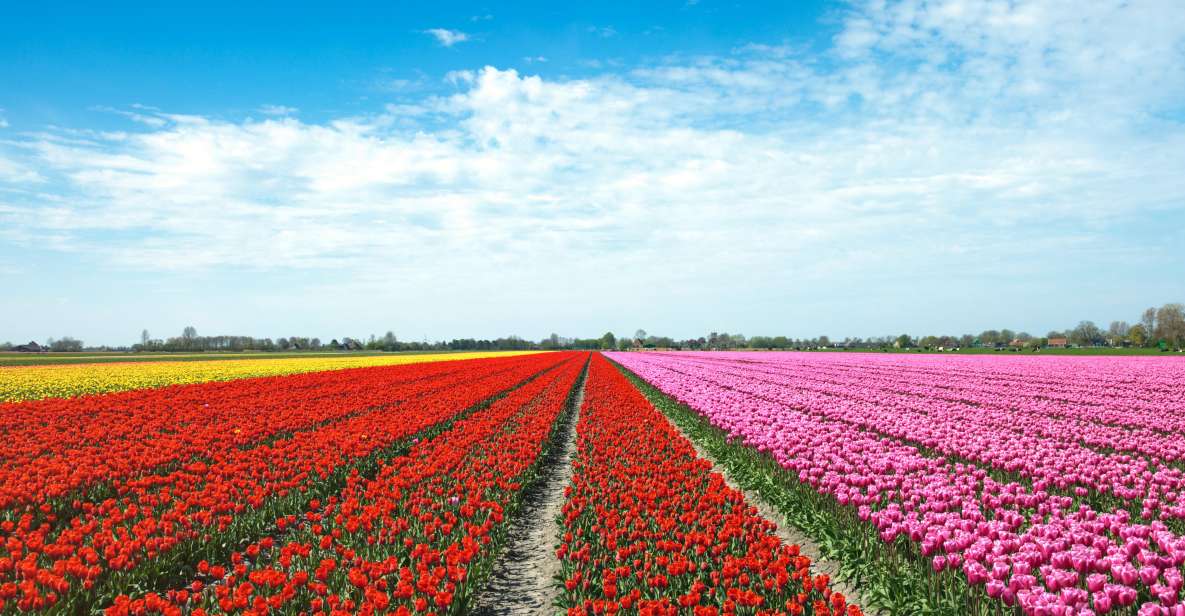 From Amsterdam: Tulip Fields of Holland Tour - De Tulperij Coffee Break with Dutch Apple Pie