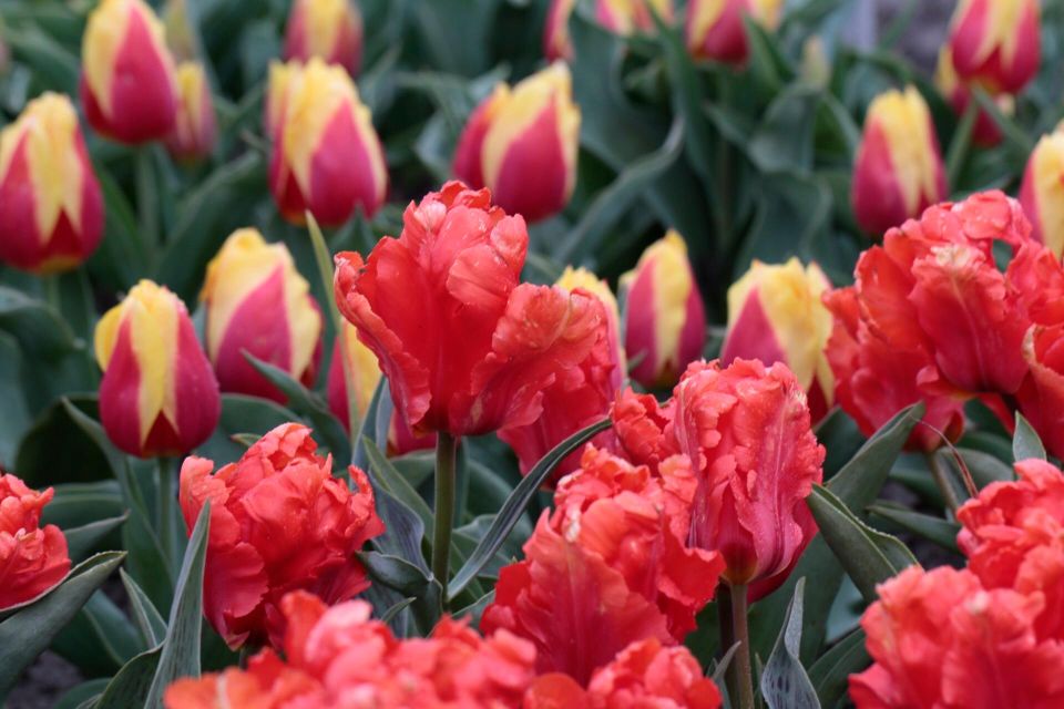 From Amsterdam: Tulip Fields of Holland Tour - Walking a Tulip Bulb Farmer’s Fields: March and April Rows Up Close