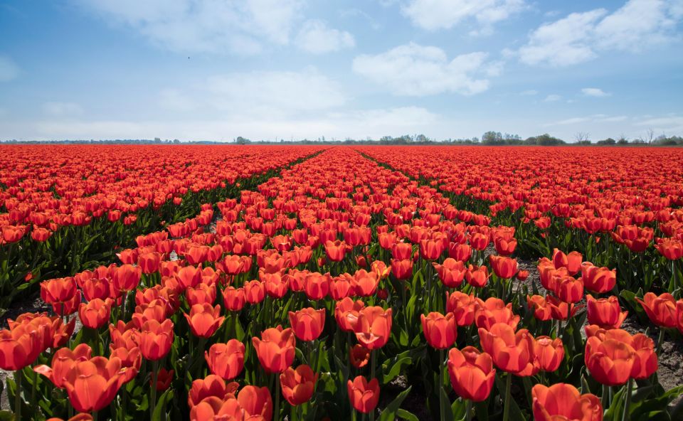 From Amsterdam: Tulip Fields of Holland Tour - Tulip Stories You’ll Remember: History and Cultivation Talk from Leander