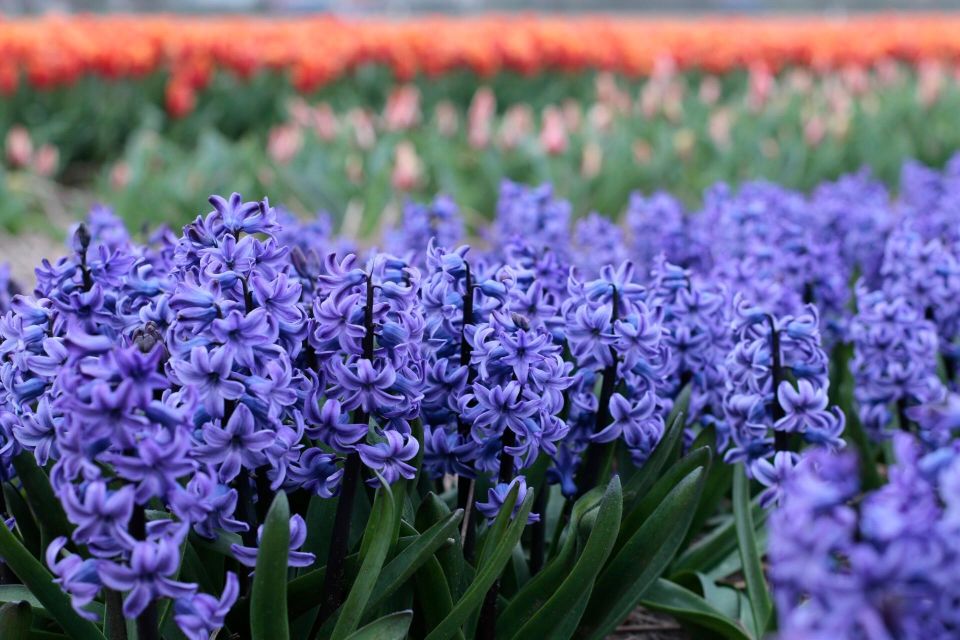 From Amsterdam: Tulip Fields of Holland Tour - Value for $200: What You Get, What You Don’t, and Who It Suits