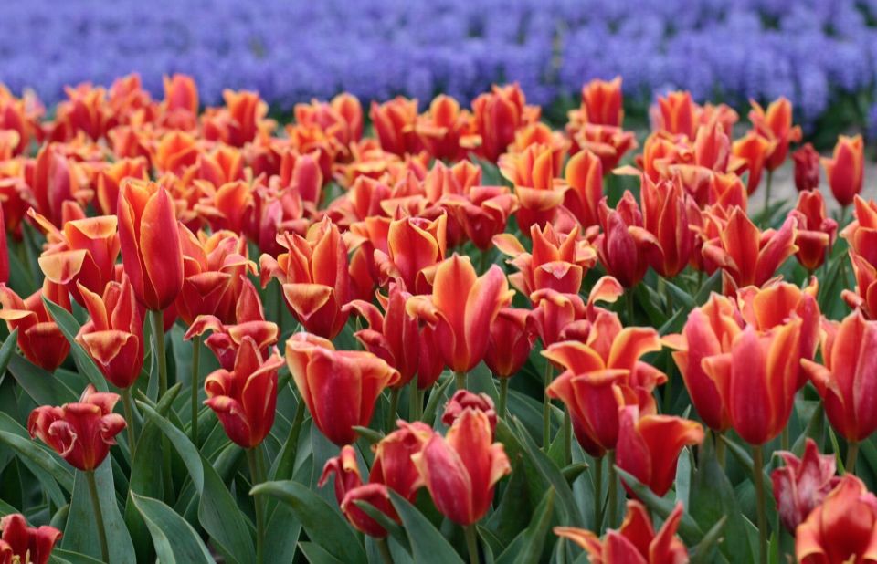 From Amsterdam: Tulip Fields of Holland Tour - Should You Book This Tulip Fields of Holland Tour?