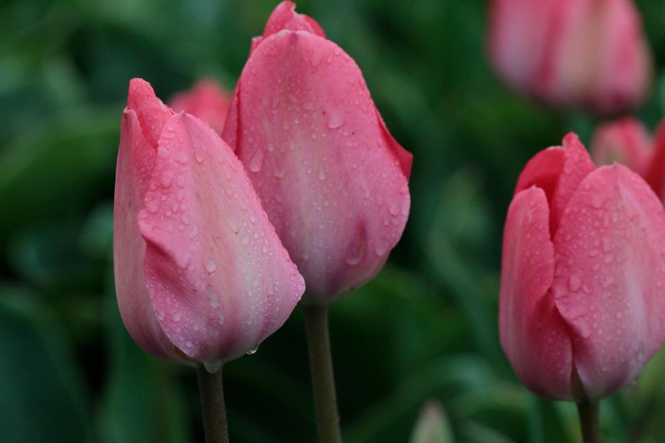 From Amsterdam: Tulip Fields of Holland Tour - The Van Ride West: How You Avoid the Big-Bus Congestion