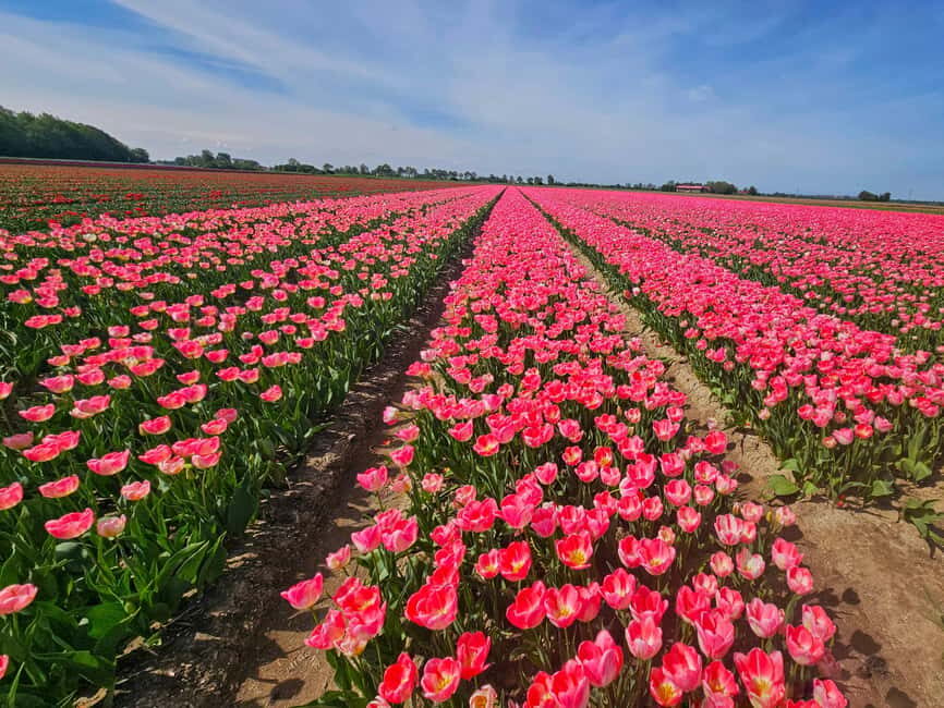 From Amsterdam: Tulip Tour Keukenhof & City Tour Delft - Key highlights