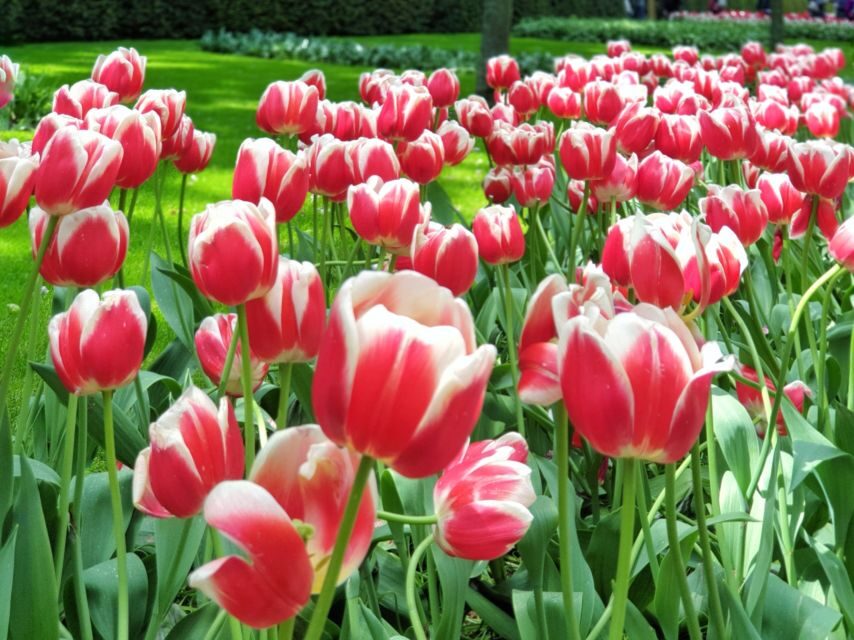 From Amsterdam: Tulip Tour Keukenhof & City Tour Delft - Keukenhof Gardens: the guided walk, the free time, and the bloom reality check