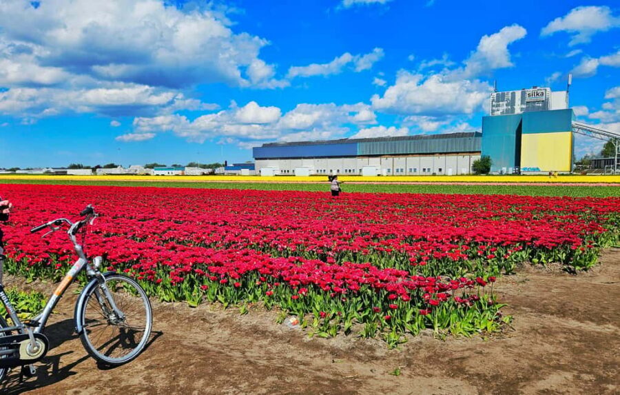 From Amsterdam: Tulip Tour Keukenhof & City Tour Delft - Delft city walk: churches, canals, cobblestones, and time to roam